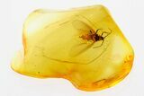 Fossil Scale Insect (Margarodidae?) w/ Spread Wings in Baltic Amber #278887-1